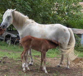 Une première naissance à Vétheuil