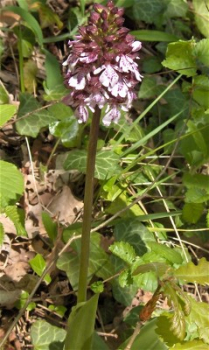 faune et flore